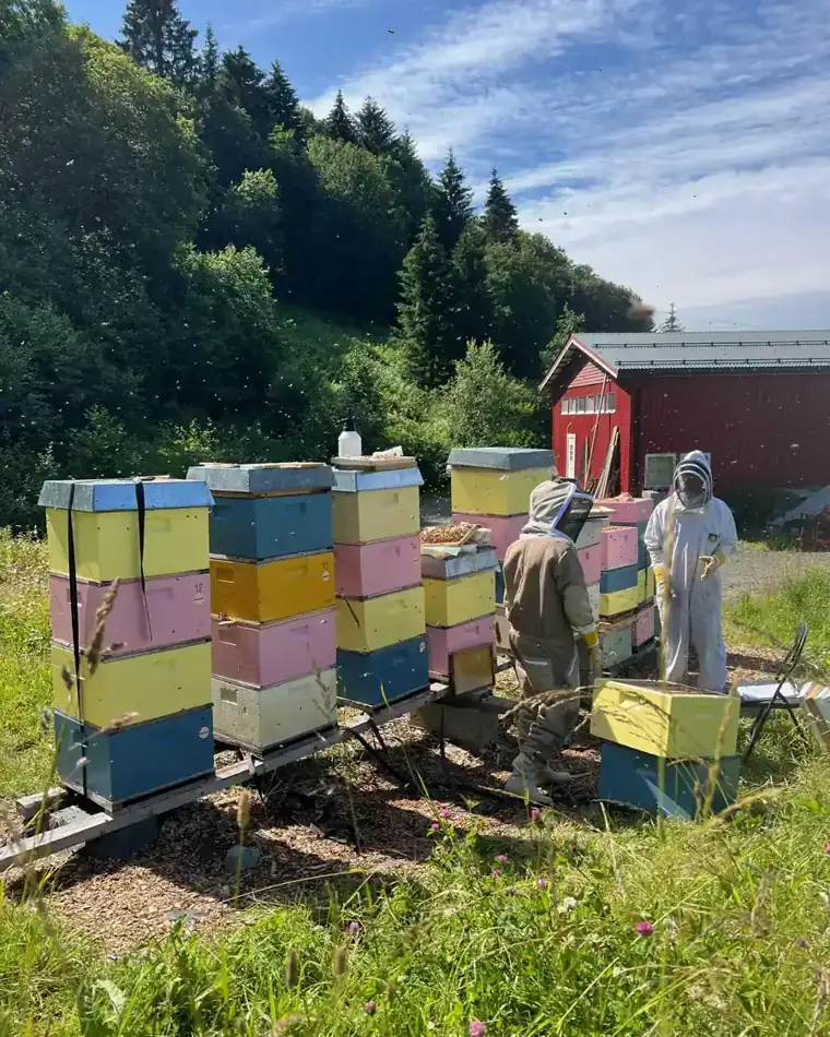 Fargerike bikuber ved låven på gården
