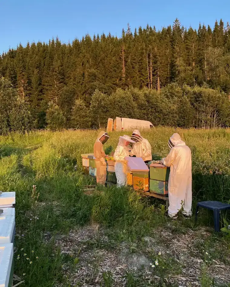 Birøktere ved kubene i gyllent kveldslys