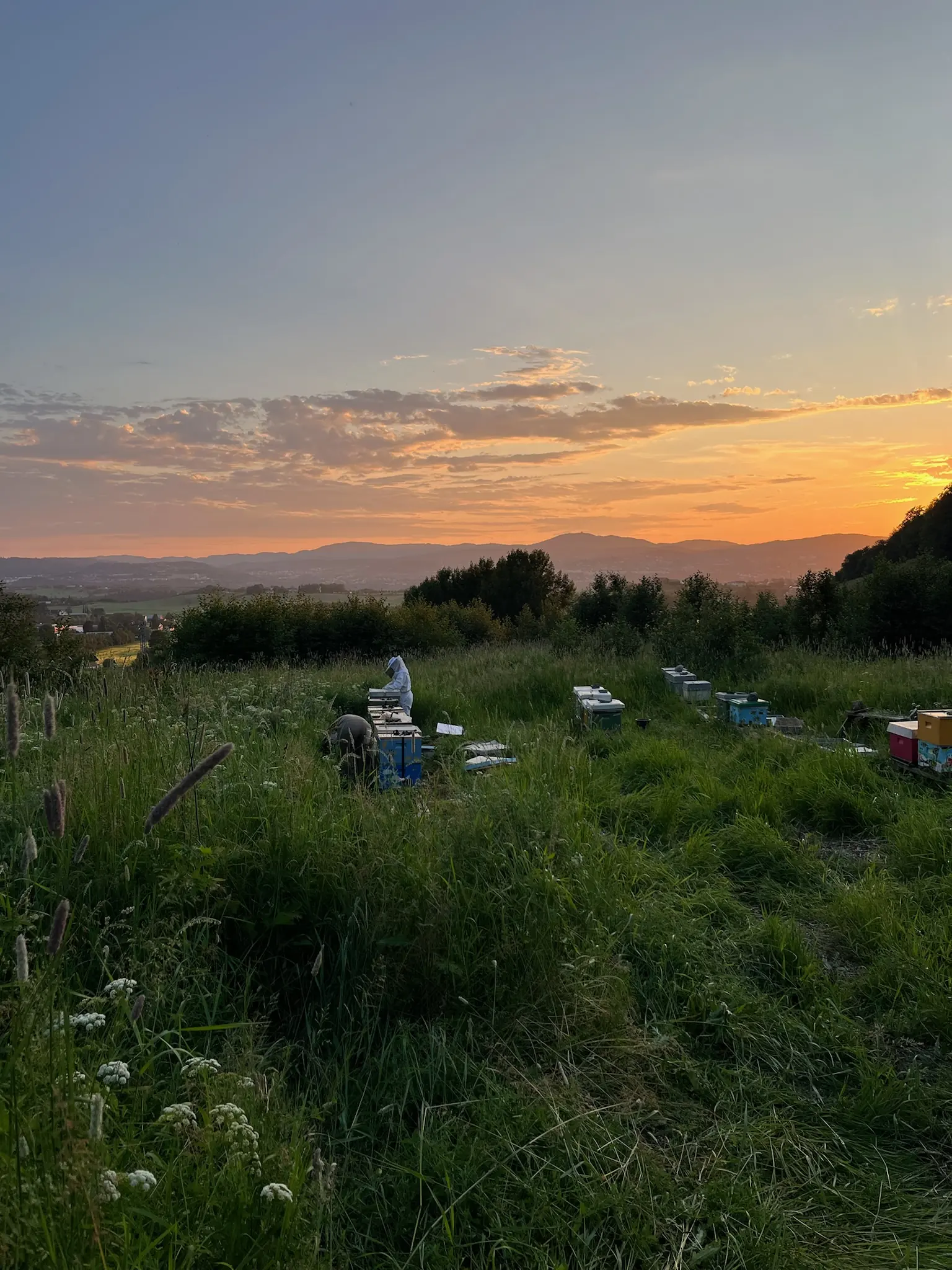 Bigården i solnedgang med utsikt over dalen